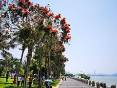 -深圳湾公园(南山区)