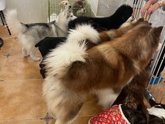 -Let's go狗咖·猫咖·奶狗·桌游(春熙路IFS店)
