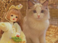 -飞行喵MR PILOT|猫舍·猫咖(静安大融城店)