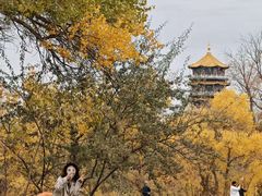 -金塔沙漠胡杨林景区