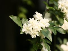 -四川大学(望江校区)