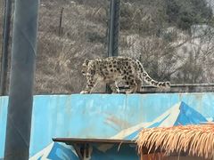 -青藏高原野生动物园