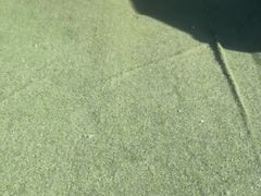 -宠物寄养训练学校