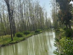 -合肥滨湖国家森林公园