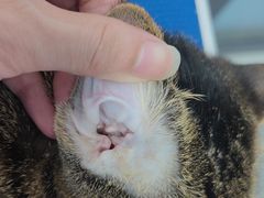 -博特宠物医院24h犬猫全科.骨科·异宠