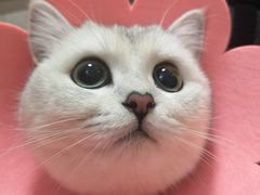 -伟伟宠物医院·瑞派猫友好医院·猫科(光谷店)