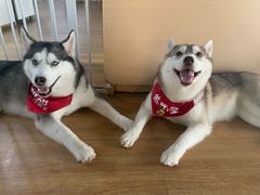 -Husky Go! 哈士奇体验馆·宠物咖啡厅狗咖