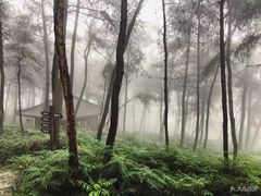 -铁山坪森林公园