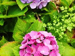 -铁山坪森林公园