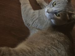 -猫岛主趣味餐厅(鼓浪屿店)