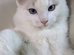 -达爱动物医院·犬猫分区·CT·复杂眼科(远洋山水分院)