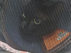 -伟伟宠物医院·CT影像中心·瑞派犬猫综合性门诊(汉口总院)