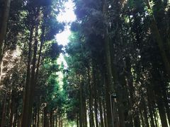-武陵山森林公园