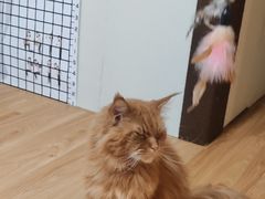 -猫十亿·布偶金渐层·曼基康矮脚猫舍(青年路店)