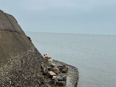 -万尾金滩