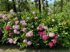 -上海共青森林公园