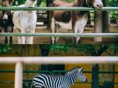 -常州淹城野生动物世界