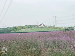 -紫颐香薰山谷景区