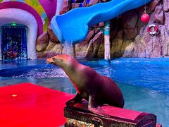 -烟台海昌鲸鲨海洋公园