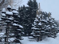 -北海道厅旧本厅舍(旧本庁舎)