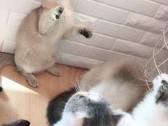 -momokira米努特·德文卷毛猫·棉花面纱犬
