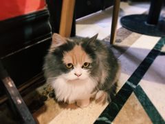 -猫色咖啡·猫咖