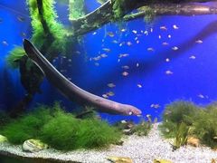 -瑞普利水族馆