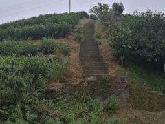 -江西阳明山国家森林公园