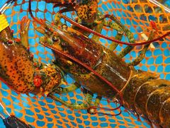 波士顿龙虾-盒马鲜生(曜一城店)