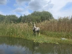 -溱湖国家湿地公园