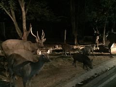 -清迈夜间动物园