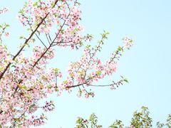 -顾村公园