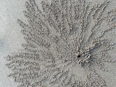 -贝壳沙滩