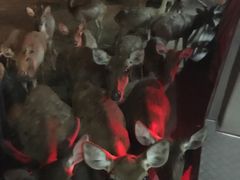 -清迈夜间动物园