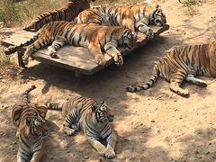 -大连森林动物园