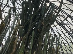 -深圳仙湖植物园-停车场