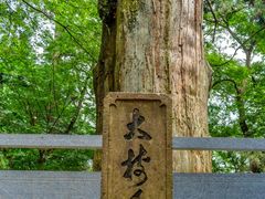 -天目山大树王景区