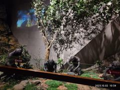 -北京周口店北京人遗址博物馆