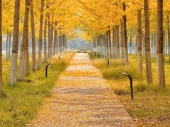 -汉长安城未央宫国家考古遗址公园