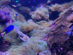 -悉尼海洋生物水族馆