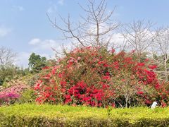 -中国科学院西双版纳热带植物园