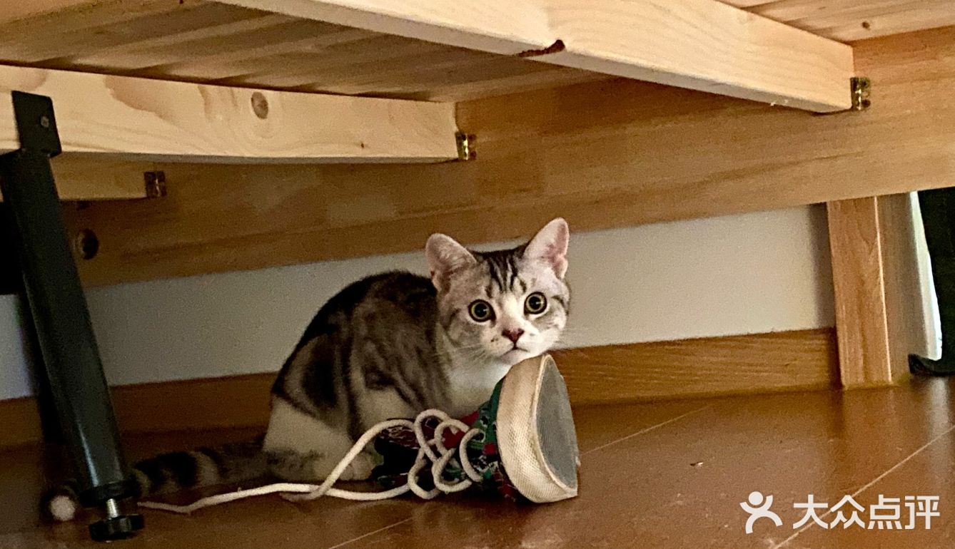 谁家猫儿子还不是个戏精了？🧘‍♀️