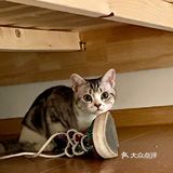 谁家猫儿子还不是个戏精了？🧘‍♀️