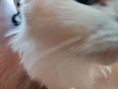 -楼上猫咖(罗湖店)