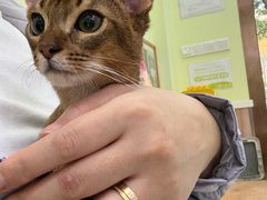 -瑞鹏宠物医院·宠保定点·心脏科·内科(御桥分院)