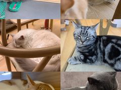 -猫咪派对(江南西店)