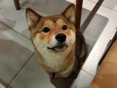 -柴务处·柴犬主题狗咖