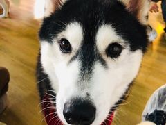 -Husky Go! 哈士奇体验馆·宠物咖啡厅狗咖