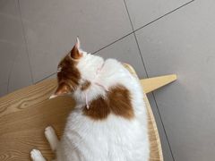 -平行世界·猫咖(首经贸店)