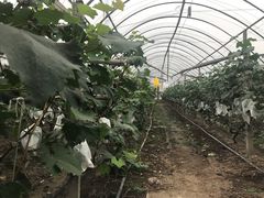 -马陆小张葡萄园农家乐